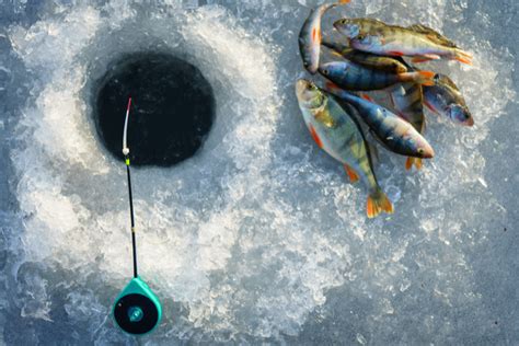 ice fish|Ice Fishing by Feel or Sight .